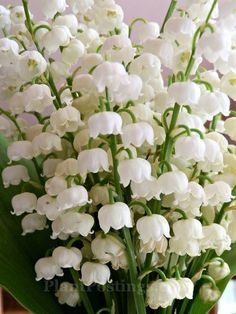 a bouquet of white flowers sitting on top of a table