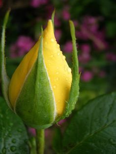 a yellow flower bud with water droplets on it