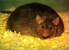 a brown rat sitting on top of some wood shaving next to a yellow sign