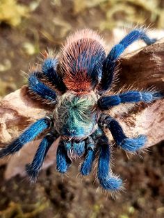 a blue and red spider sitting on top of a piece of wood with dirt in the background