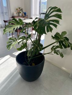 a potted plant sitting on top of a white floor next to a window in a living room