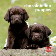 two chocolate lab puppies sitting on top of a log