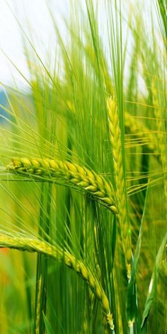 a close up view of some green grass