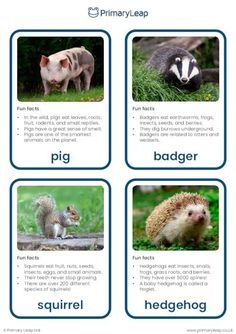 This set of flashcards includes colourful photographs of omnivores that include: pig, badger, squirrel, hedgehog, raccoon, sloth, ant, and fox. Animal Fact File, Animal Management, Wildlife Week, Fox Facts, Biology Lab, Animals Preschool, Autumn Animals, Montessori Lessons, Butterfly Room