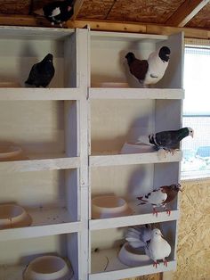 several birds perched on shelves in a room