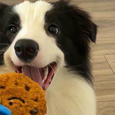 a black and white dog holding a toy in it's mouth on the floor