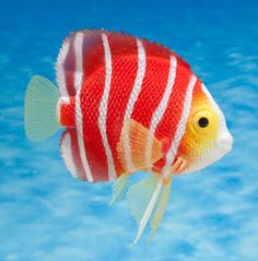 a red and white striped fish swimming in the ocean