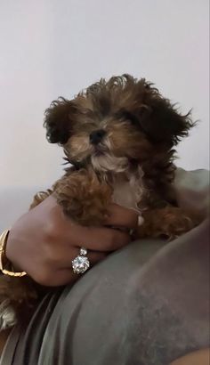 a small brown dog sitting on top of a person's arm with a diamond ring