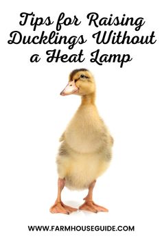 a duckling with the words tips for raising ducks without a heat lamp