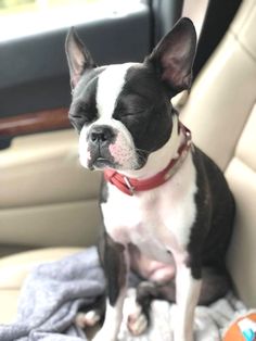 a small black and white dog sitting in the back seat of a car on a blanket