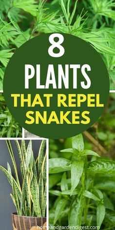 plants that repel snakes with the words 8 plants that repel snakes