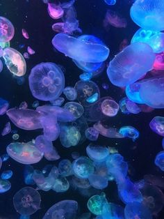 many jellyfish are swimming in the water