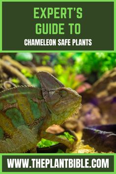 Expert’s Guide to Chameleon Safe Plants Veiled Chameleon Safe Plants, Chameleon Safe Plants, Veiled Chameleon Care, Chameleon Enclosure, Chameleon Plant, Chameleon Care, Veiled Chameleon, Ficus Benjamina, Dragon Tree