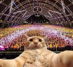 a cat that is sitting in front of a crowd with the caption'rt if this cat has a better social life than you '