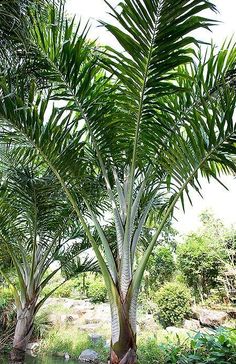 there are many palm trees near the water