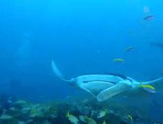 an animal swimming in the ocean with many fish