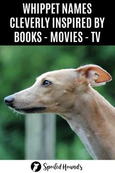 a dog with the words whippet names cleverly inspired by books - movies tv