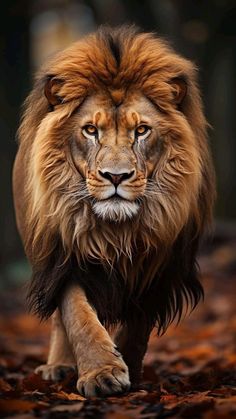 a close up of a lion walking on leaves