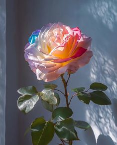 a pink and yellow rose with green leaves in front of a white curtained wall