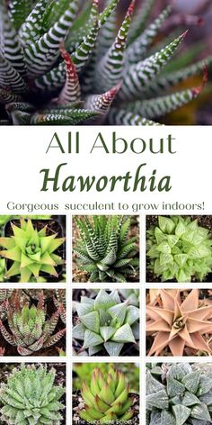 all about haworthia with pictures of different plants