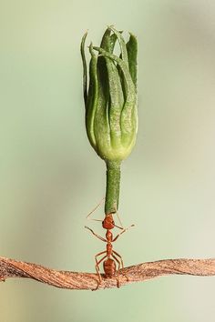 an anteater crawling on the end of a plant