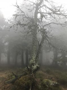 a tree that is standing in the middle of a forest with fog on it's branches