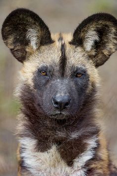 a close up of a wild dog's face looking at the camera