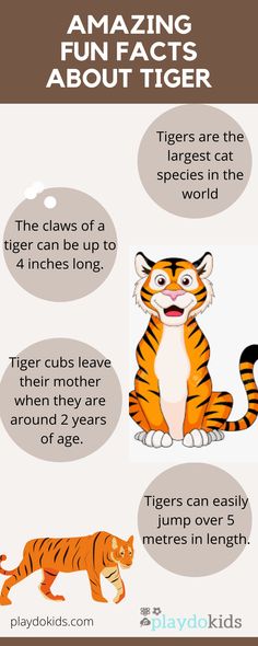 an info sheet describing the different types of tigers