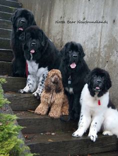 five black and white dogs are sitting on the steps