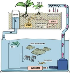 the diagram shows how plants grow in water