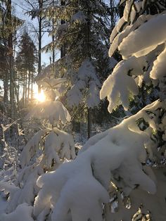 the sun shines through the snow covered trees