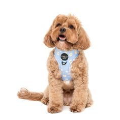 a brown dog wearing a blue bib