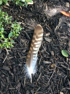 a feather laying on the ground next to some plants