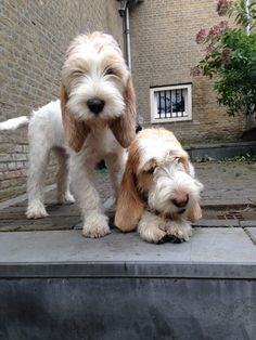 two small dogs standing next to each other