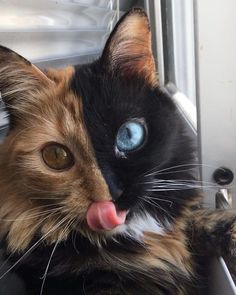 a cat sticking its tongue out while sitting on a window sill