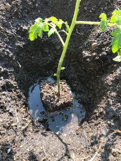 a young plant sprouts from the ground with dirt around it and water puddles on the ground