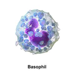 an image of a purple and blue object with dots on it's surface that says basophil