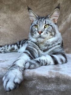 a gray and white cat laying on top of a couch