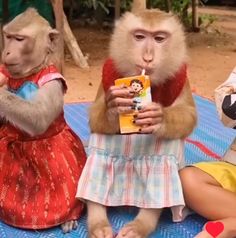 three monkeys are sitting on a mat and one monkey is holding a small book in its hands