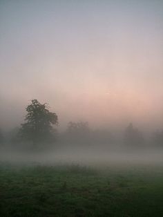 a foggy field with trees in the distance