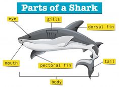 parts of a shark labeled in english