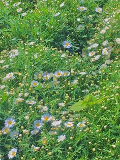 a bunch of flowers that are in the grass