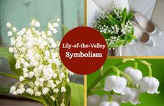 Collage of lily-of-the-valley flowers. Bible Meaning, Lily Of Valley, Lily Of The Valley Flowers, Royal Brides, Delicate Flower