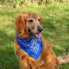 a golden retriever wearing a bandana sitting in the grass