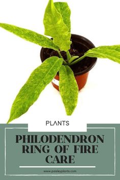 a potted plant with green leaves and the words, plants phlodendron ring of fire care