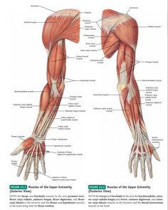 the muscles and their functions are shown in this diagram, with labels on each arm