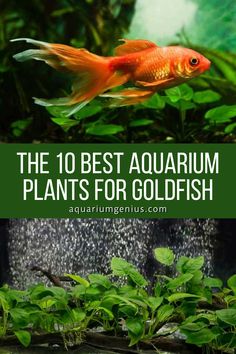 the 10 best aquarium plants for goldfish in an aquarium with text overlay that reads,