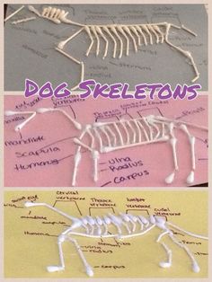 three different types of skeletons with the words dabseletons written on them