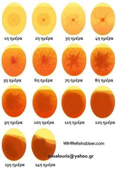 an image of different types of eyes