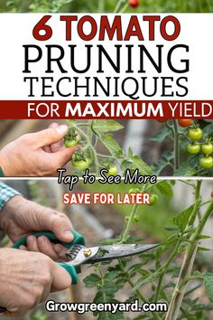 Maximize your tomato harvest with these 6 essential pruning techniques. From suckering to layering, learn how each method can enhance air circulation, promote plant health, and boost fruit production. Discover the best times to prune, how to maintain your plants, and tips for achieving a bountiful tomato crop. Perfect for home gardeners and farming enthusiasts, these practical techniques will transform your gardening approach and result in larger, juicier tomatoes. Growing Vegetables At Home, Tomato Pruning, Tomato Harvest, Benefits Of Gardening, Delicious Vegetables, Juicy Tomatoes, Plant Health, Tomato Plants, Air Circulation